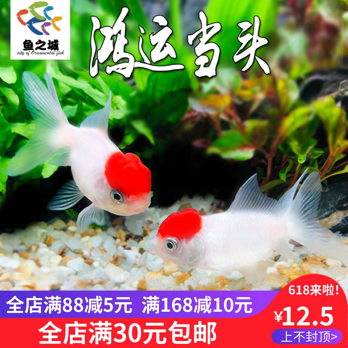金鱼活鱼鸿运当头金鱼鹤顶红红帽冷水鱼耐活好养金鱼活体观赏鱼