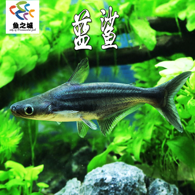 鱼之城热带鱼蓝鲨大型鱼好养