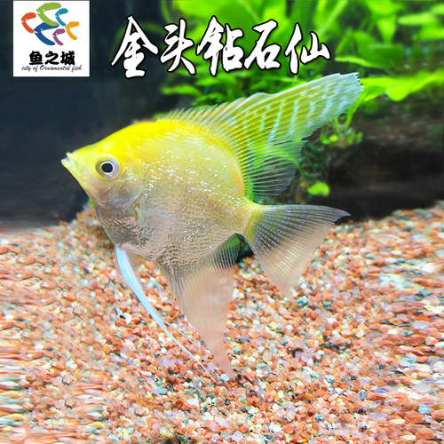 金头钻石金仙神仙鱼水族淡水好养