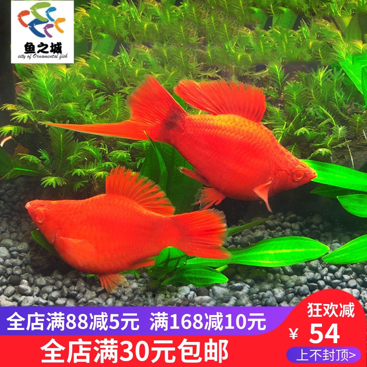 鱼之城红箭球红球箭尾鱼球型红箭热带胎生鱼热带球形鱼观赏鱼活体