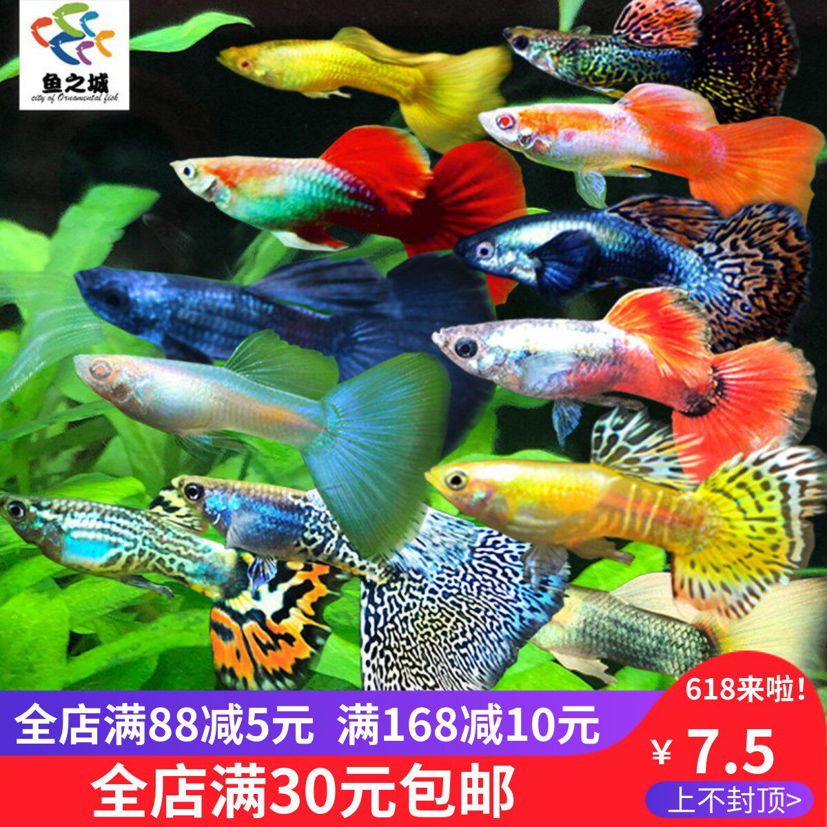 孔雀鱼纯种观赏鱼小型淡水好养热带鱼活体清道夫斑马金鱼天使鱼