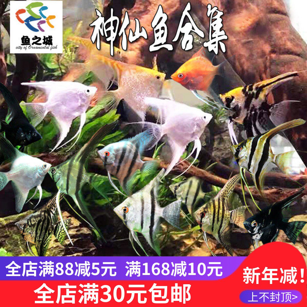 鱼之城神仙鱼活体小型七彩神仙鱼活体三色燕鱼白神仙鱼斑马燕鱼