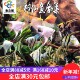 鱼之城神仙鱼活体小型七彩神仙鱼活体三色燕鱼白神仙鱼斑马燕鱼