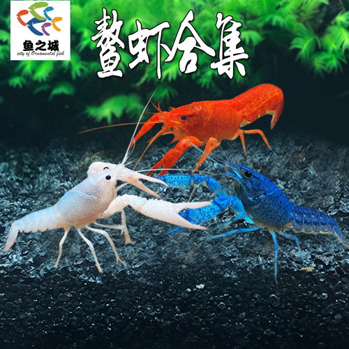 鳌虾观赏虾活体宠物红白蓝金黄色