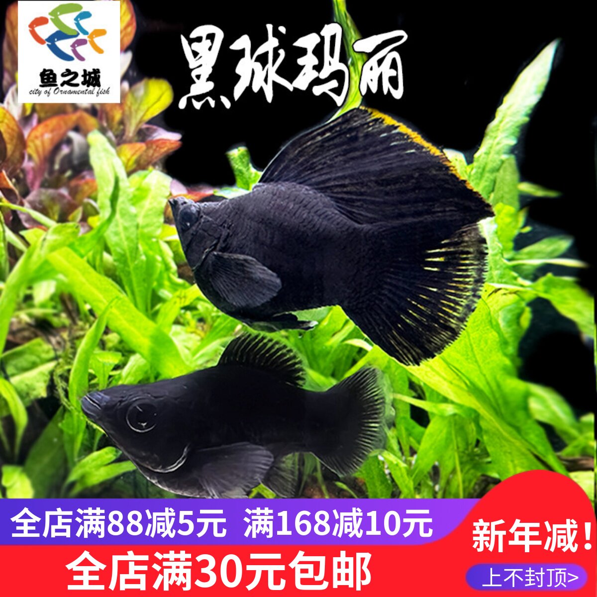 黑球玛丽热带鱼淡水新手闯缸鱼皮实胎生小鱼玛丽鱼孔雀鱼斑马鱼
