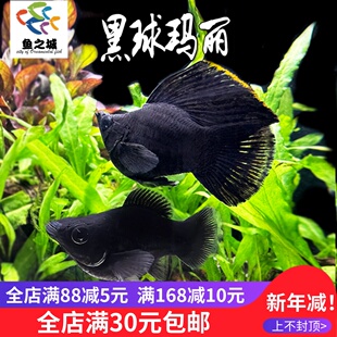 黑球玛丽热带鱼淡水新手闯缸鱼皮实胎生小鱼玛丽鱼孔雀鱼斑马鱼