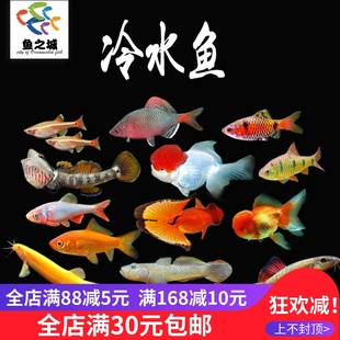冷水鱼新手鱼虾虎鳑鲏条纹小鲃白云金丝黄金鳅观赏鱼清洁鱼金鱼