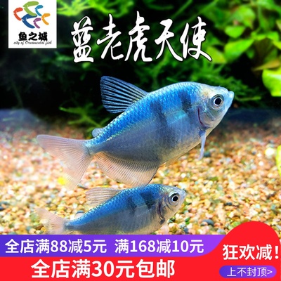 蓝老虎天使鱼热带鱼观赏鱼
