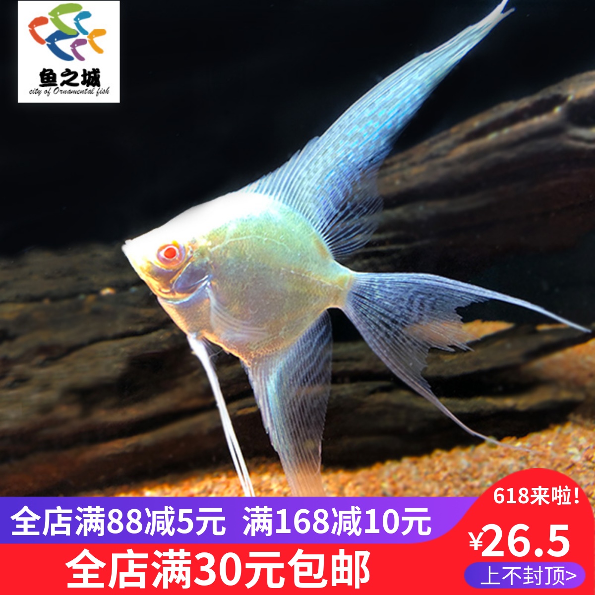 长翅白化秘鲁神仙鱼长鳍长尾红眼金仙水族鱼缸观赏鱼热带鱼淡水