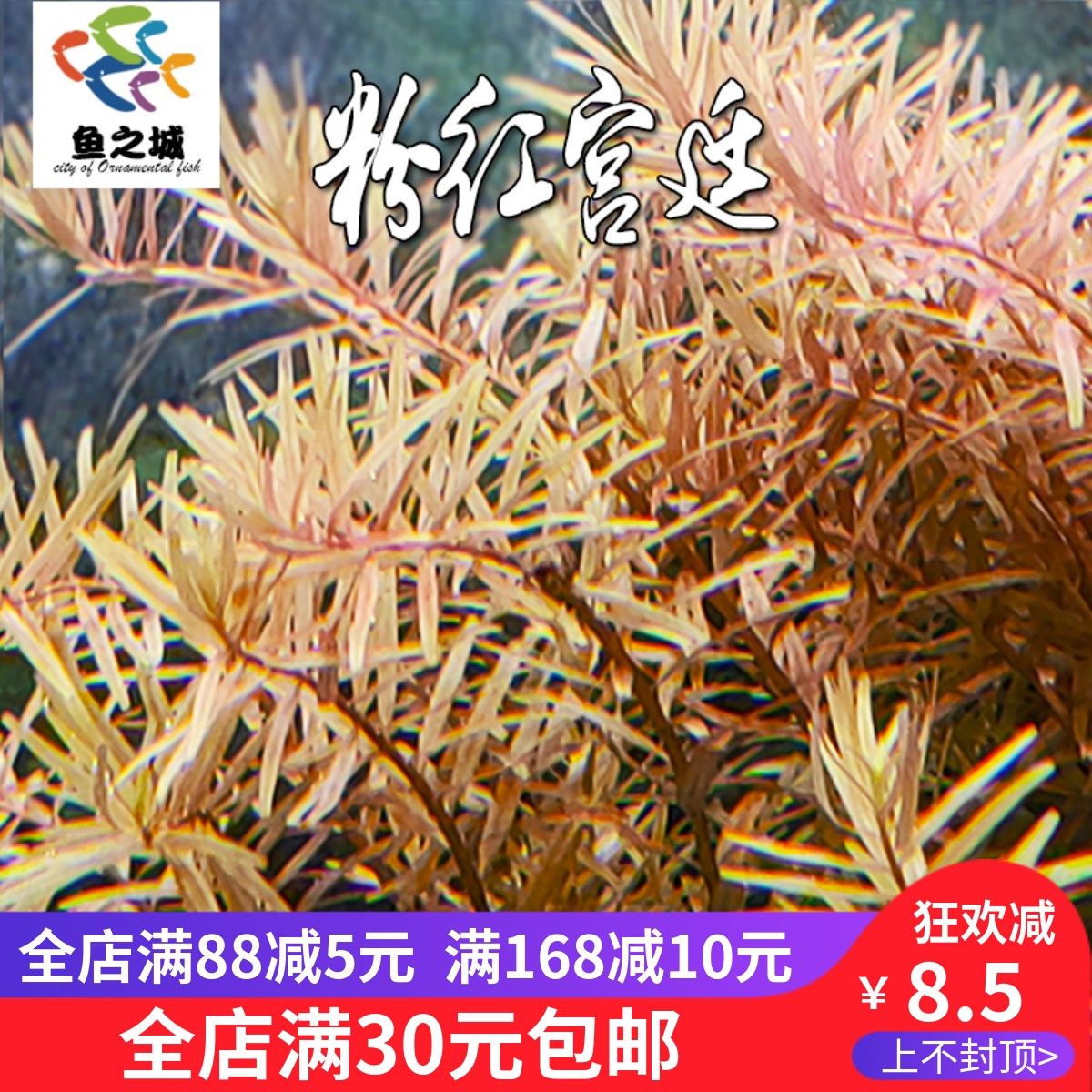 粉红宫廷中后景水草绿宫廷淡水包活羽毛草鱼缸装饰造氧水族植物