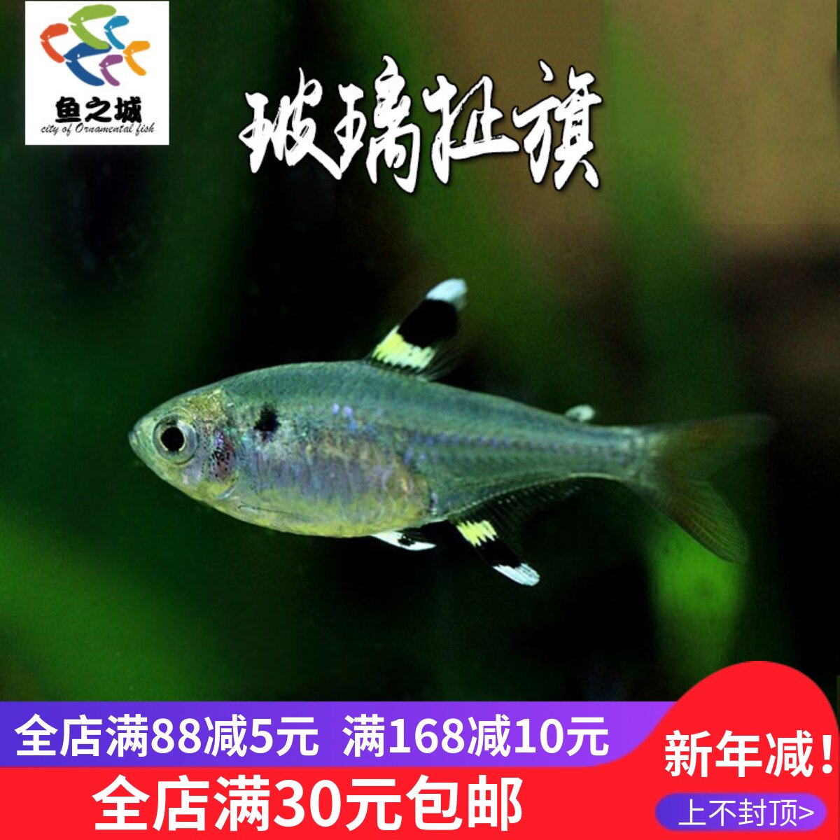 玻璃扯旗鱼水族鱼缸热带鱼观赏鱼透明的鱼拉拉鱼玻璃鱼活体小型鱼