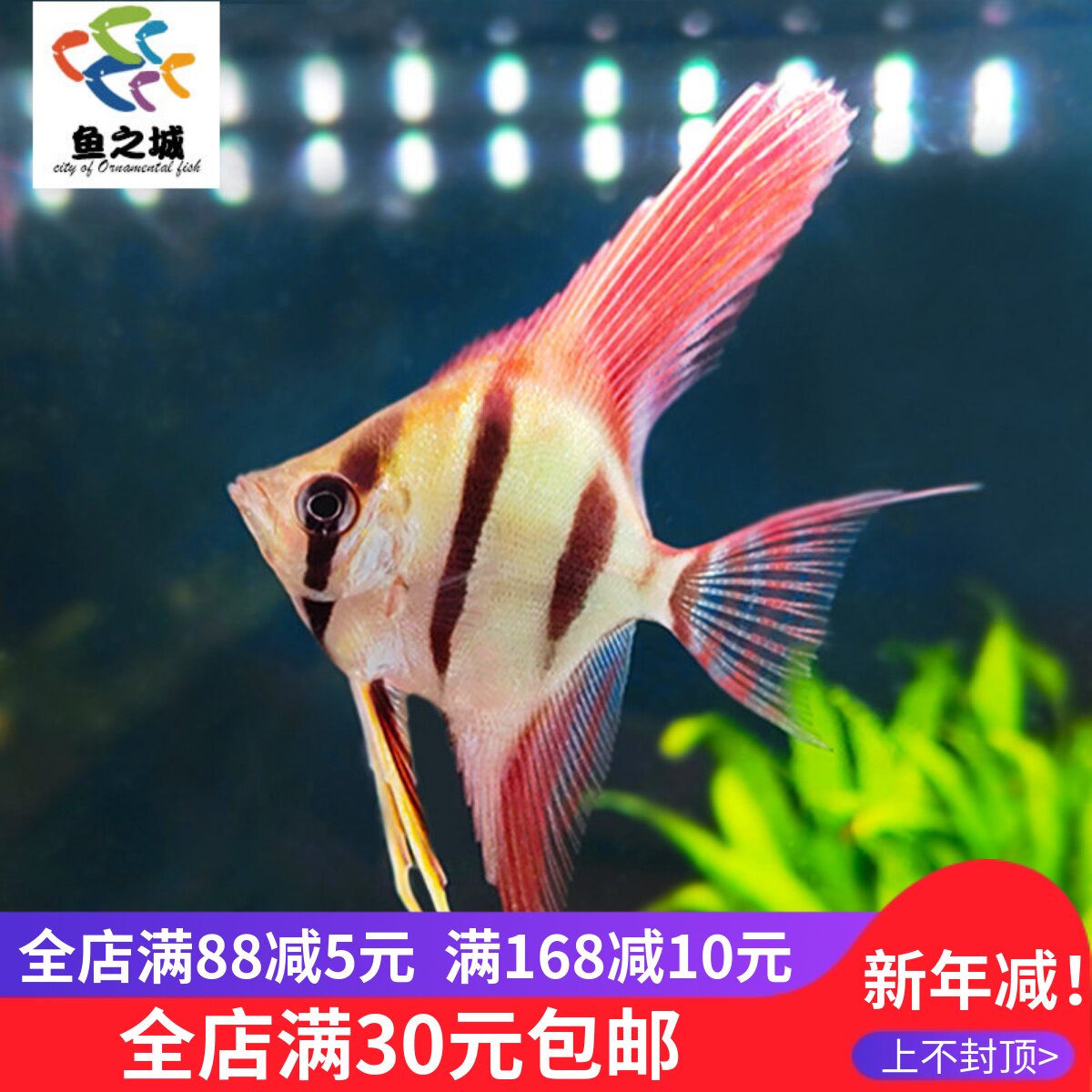 埃及仙F1伊莎贝尔南美进口稀有热带鱼神仙鱼中上层温和可混养好养