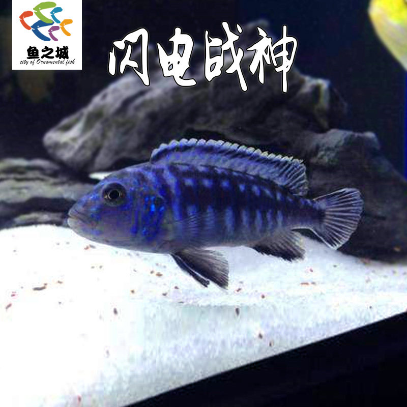 三湖慈鲷鱼闪电战神马鲷活体鱼热带鱼岩栖中小型淡水鱼观赏鱼好养