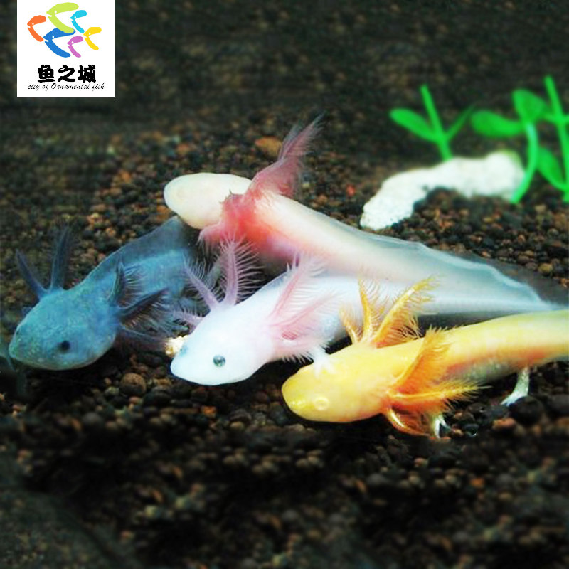 鱼之城六角恐龙可爱萌宠淡水冷水鱼观赏金鱼锦鲤鱼水族爬行宠物鱼