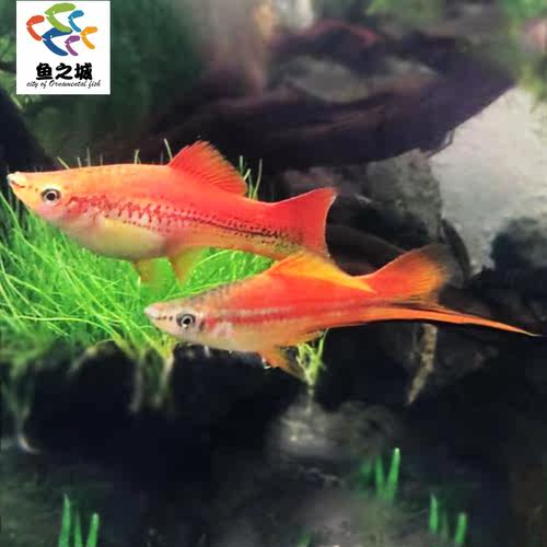 黑尾红剑鸳鸯热带观赏鱼