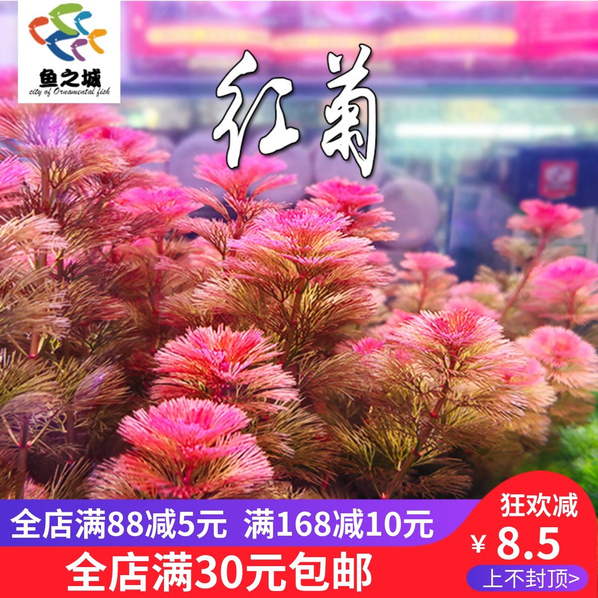 红菊水草水族易养红色淡水阴性中后景无需二氧化碳鱼草缸造景装饰