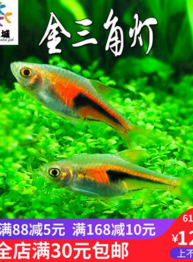 群游鱼鱼之城金三角灯鱼