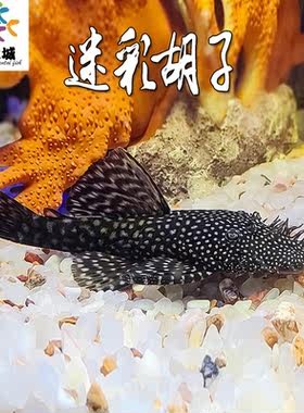 活体异形热带鱼清道夫