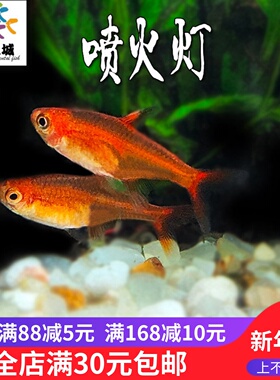 灯鱼喷火灯火光灯红色灯科鱼草缸群游鱼热带红色观赏小型红火色鱼
