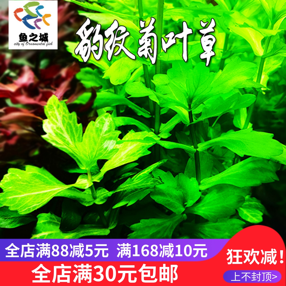 豹纹菊叶草自养水下叶好养造景