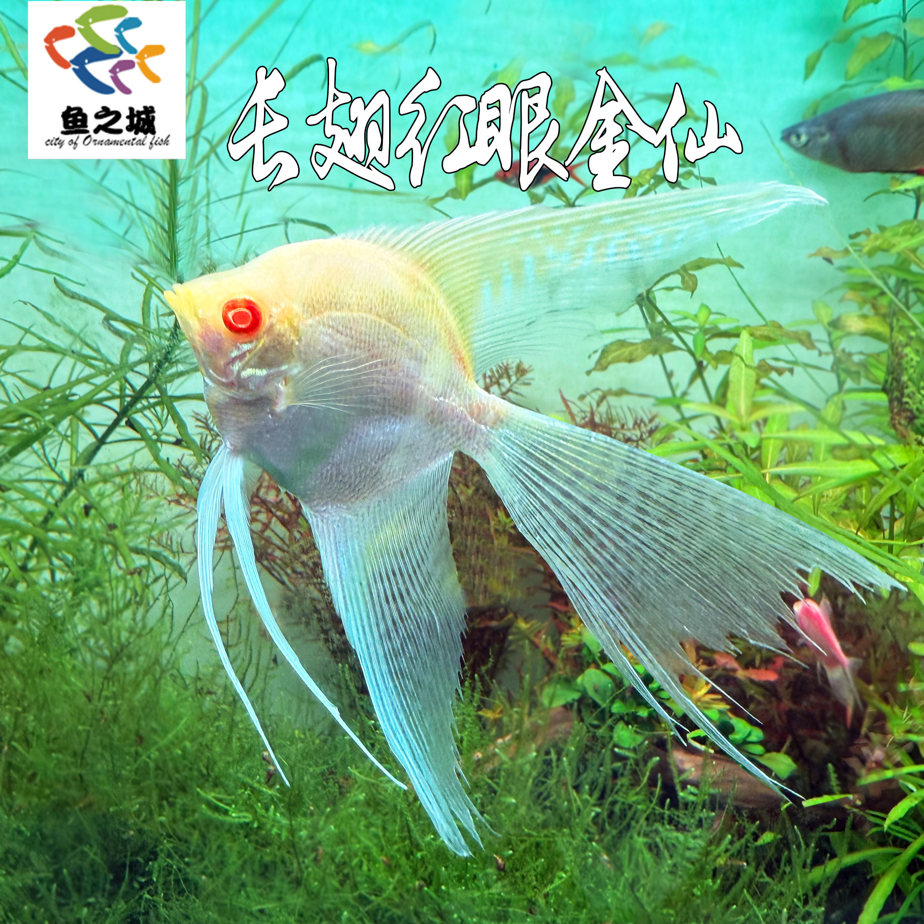 长翅红眼金仙神仙鱼观赏鱼热带鱼淡水燕鱼白神仙墨仙天使丽丽鱼
