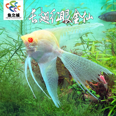 长翅红眼金仙神仙鱼观赏鱼淡水