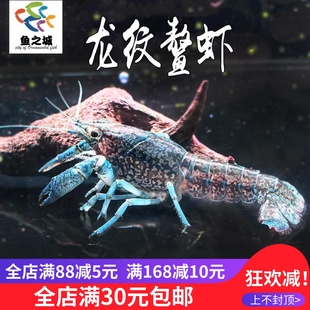 龙纹鳌虾观赏虾淡水孤雌繁殖大型新手鳌虾大理石纹鳌虾单性繁殖