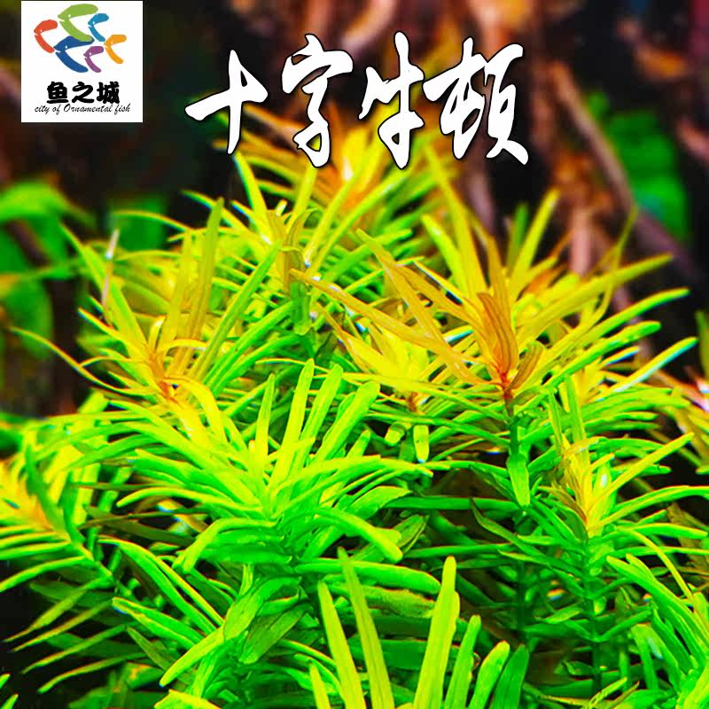 十字牛顿水草淡水新手练手中后景鱼虾龟缸水族绿宫廷草羽毛草易活