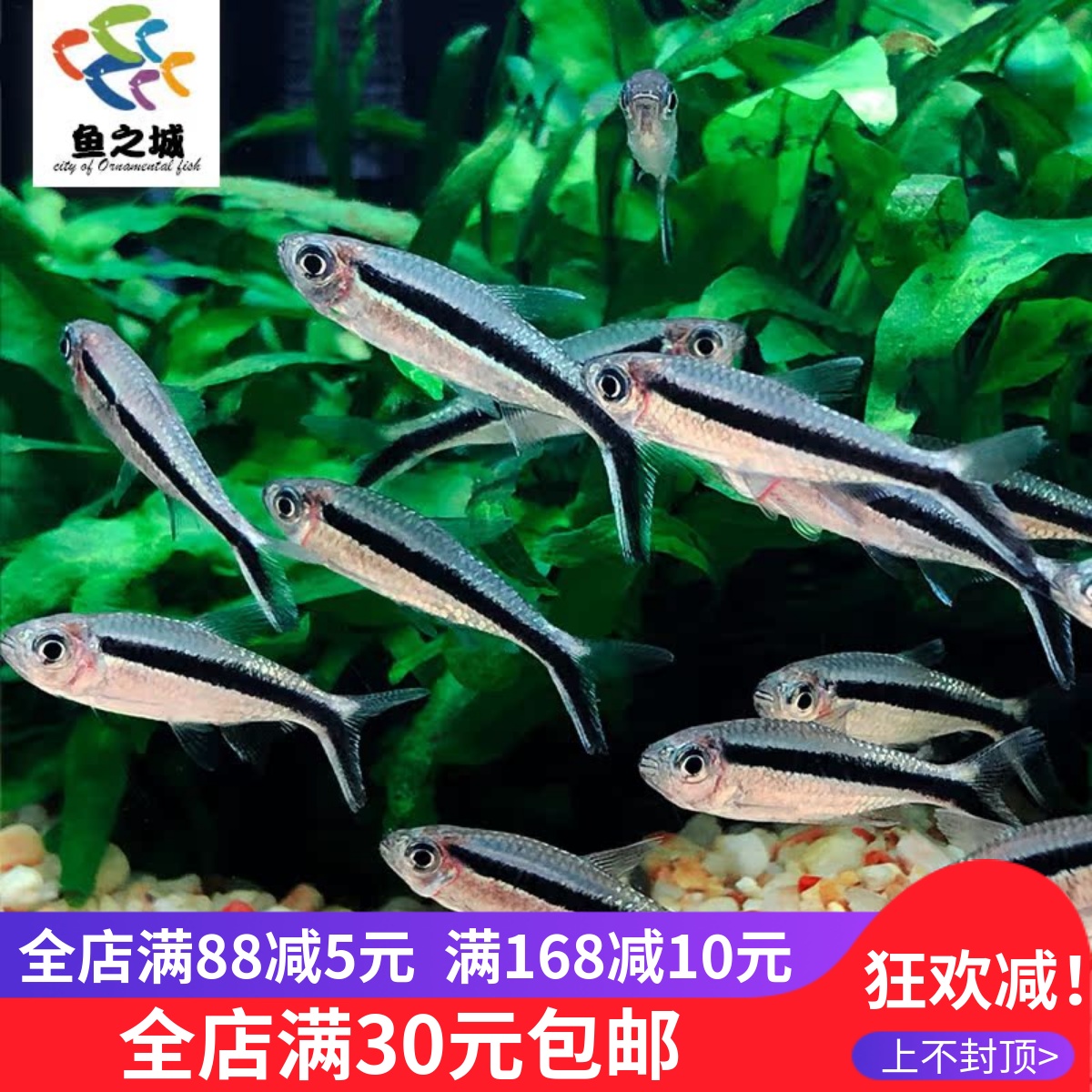 拐棍黑尾大勾热带活体灯鱼