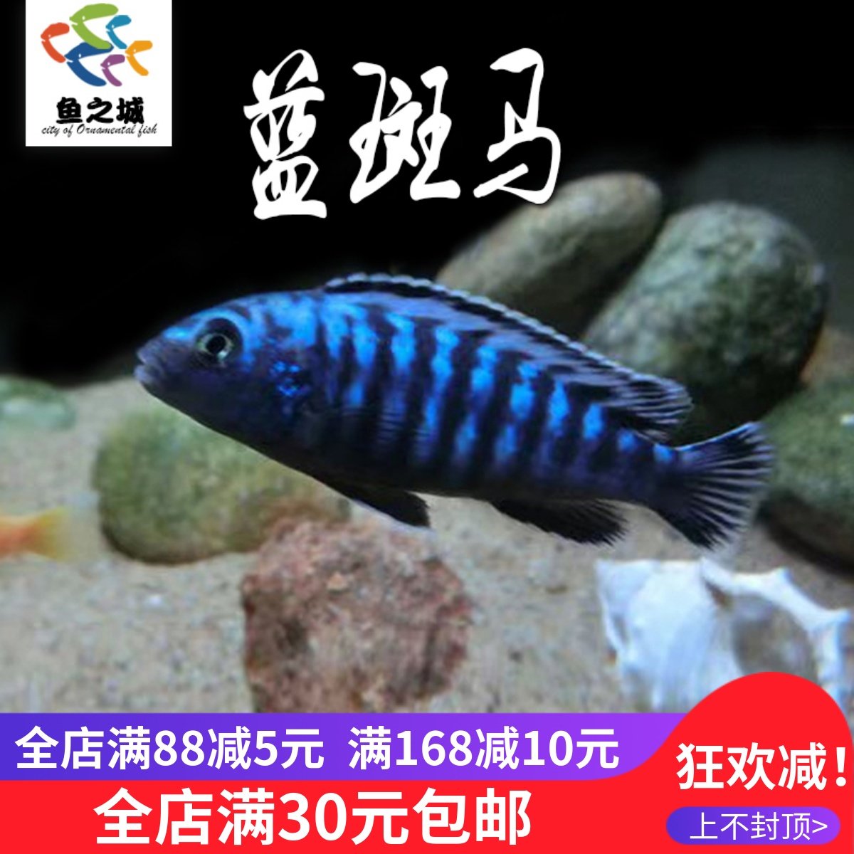 蓝斑马慈鲷三湖慈鲷鱼淡水好养