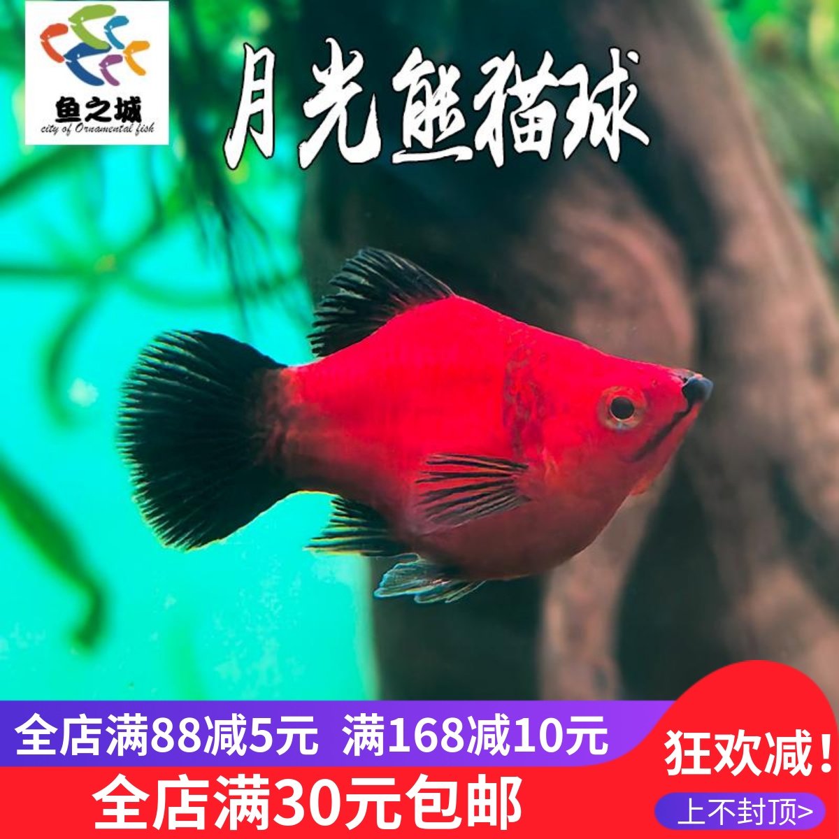月光熊猫球胎生鱼月光鱼活体热带淡水观赏鱼玛丽鱼短身好养红剑鱼