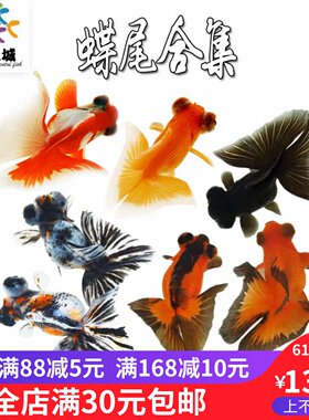 包金红白碟尾合集金鱼锦鲤兰寿