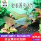 红头荷兰凤凰鱼短鲷热带鱼活体观赏鱼金波子蓝波子迷你鹦鹉血钻