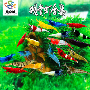 黑壳虾樱花极火黄米虾淡水大和藻虾红白水晶虾草缸工具虾除藻虾苗