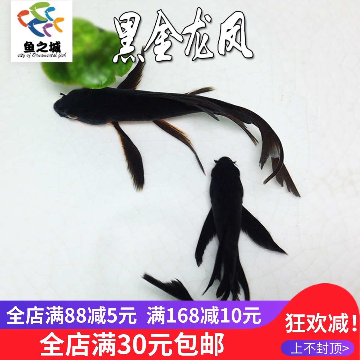 黑金龙凤锦鲤冷水观赏鱼纯种招财