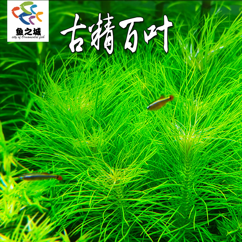 古精百叶绿紫巴西百叶太阳百叶稀有好看阳性水草鱼缸草缸造景观赏