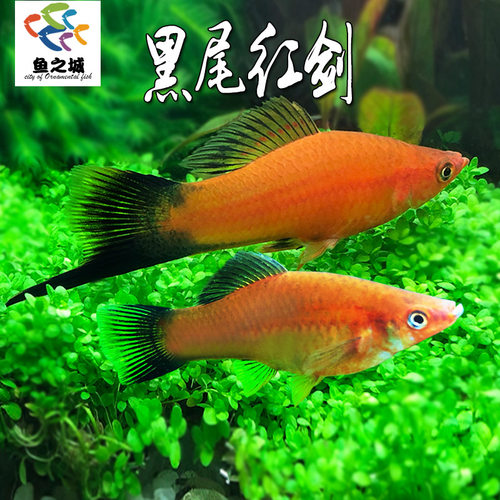 鱼之城公母配对黑尾红剑鱼热带淡水鱼