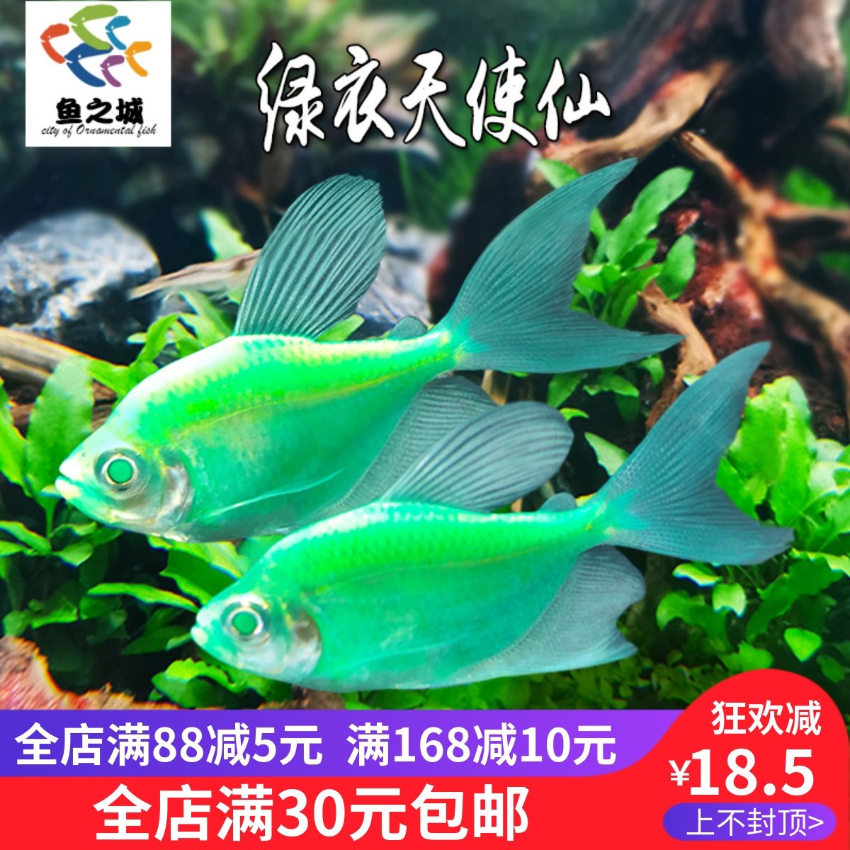 绿衣天使仙天使鱼热带淡水鱼草缸群游彩虹鱼观赏鱼网红学生宠物