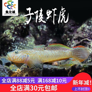 子陵虾虎鱼原生鱼新手鱼溪流水底宠物观赏鱼底层小型冷水鱼淡水鱼