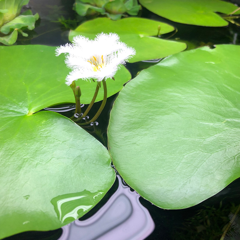 一叶莲 鱼缸水培植物开花睡碗莲四季水草花阳台客厅水生碗莲浮萍