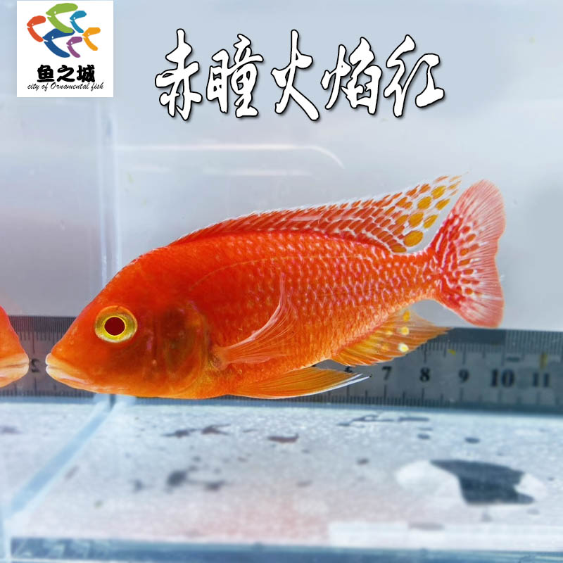 赤瞳火焰红三湖慈鲷鱼水族鱼缸观赏鱼热带鱼淡水银河星钻血钻稀有