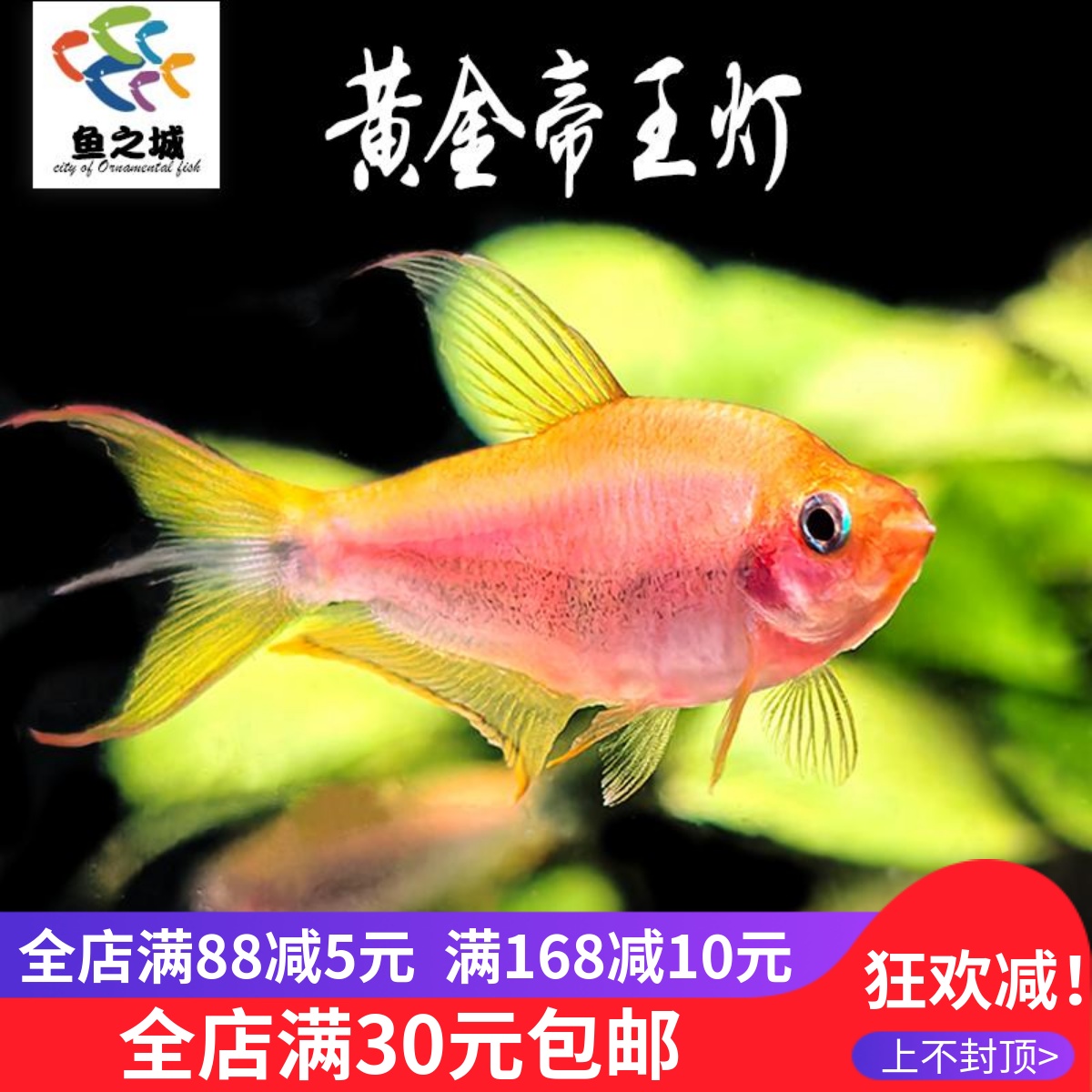 黄金帝王灯鱼稀有水草缸观赏灯鱼