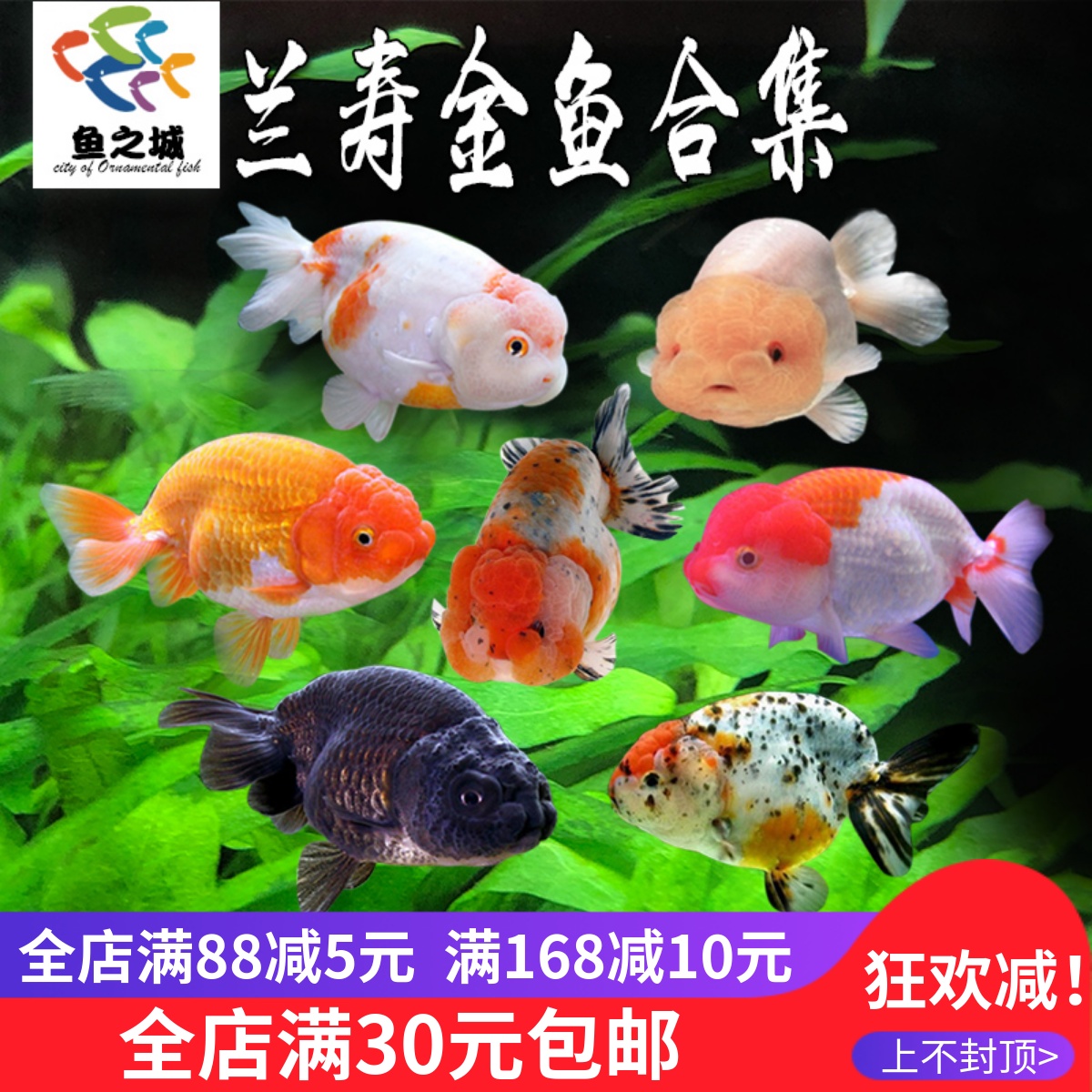 鱼之城兰寿金鱼五花玉兔兰寿招财