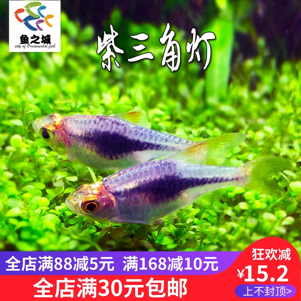 鱼之城灯鱼紫兰三角灯紫三角灯鱼紫罗兰三角灯金三角灯群游热带鱼