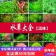 鱼之城水草活体淡水植物蜈蚣草绿菊草新手水草观赏鱼缸水草造景草