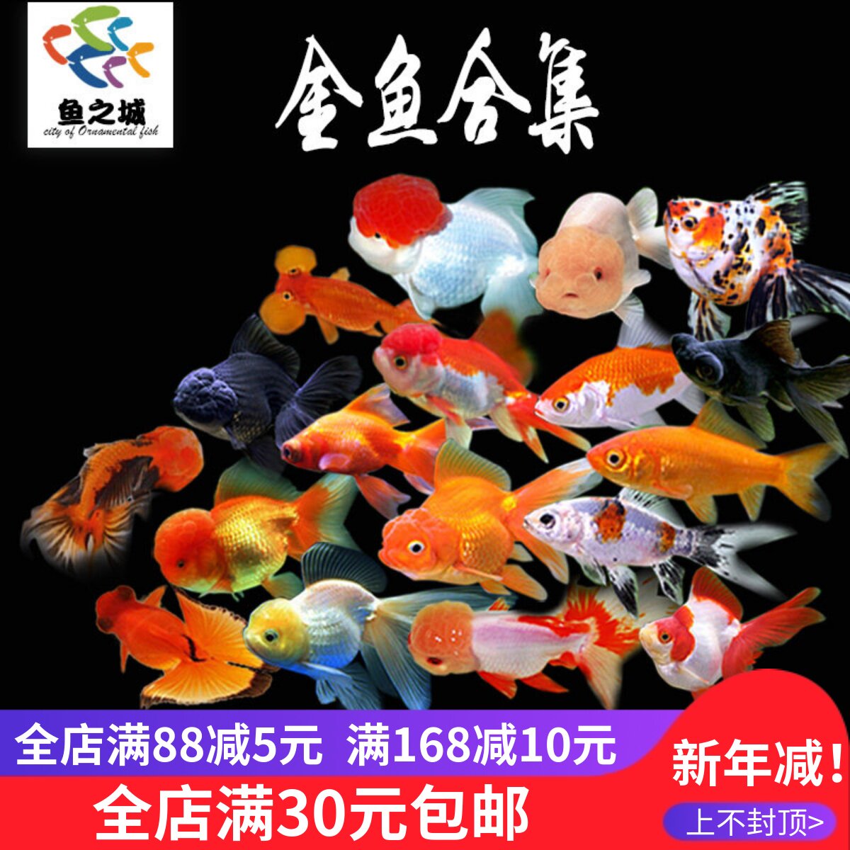 金鱼合集 活体金鱼苗淡水冷水鱼新手观赏鱼兰寿珍珠蝶尾红狮金鱼