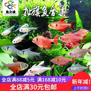 扯旗鱼红勾旗黑尾大勾玫瑰芙蓉扯旗灯鱼小型热带观赏鱼草缸群游鱼