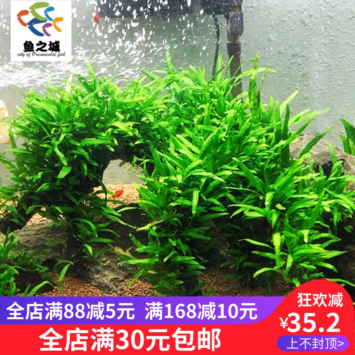 鱼之城迷你铁皇冠木细叶铁皇冠造景耐养活好打理鱼缸造景观赏沉木