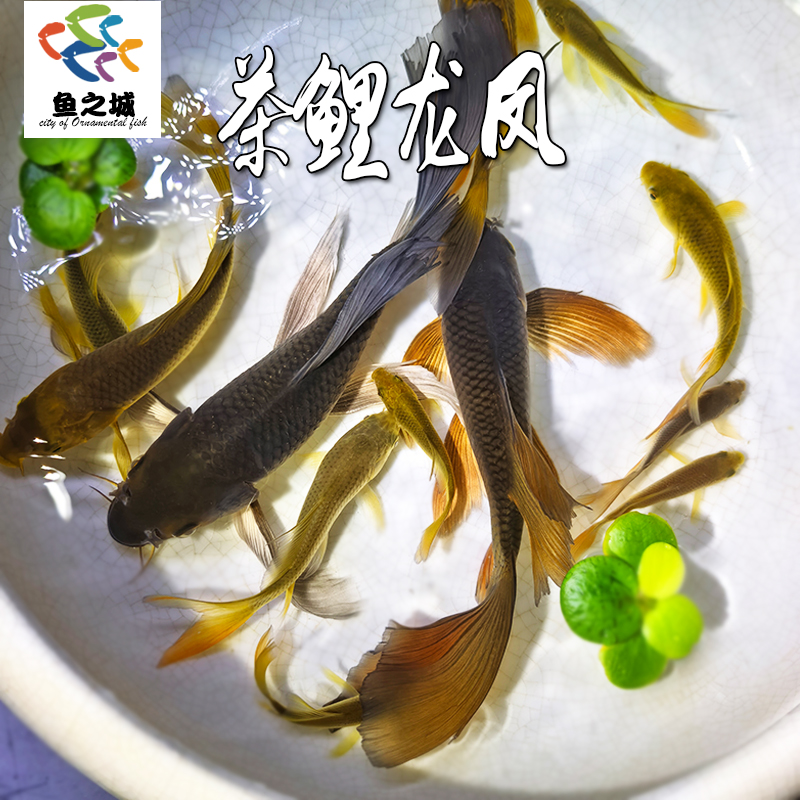 茶鲤龙凤锦鲤鱼观赏鱼冷水淡水鱼昭和丹顶小锦鲤金鱼新手鱼长尾鳍