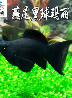 皮球鱼球形玛丽鱼燕尾黑球鱼